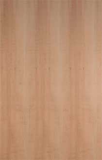 STEAM BEECH